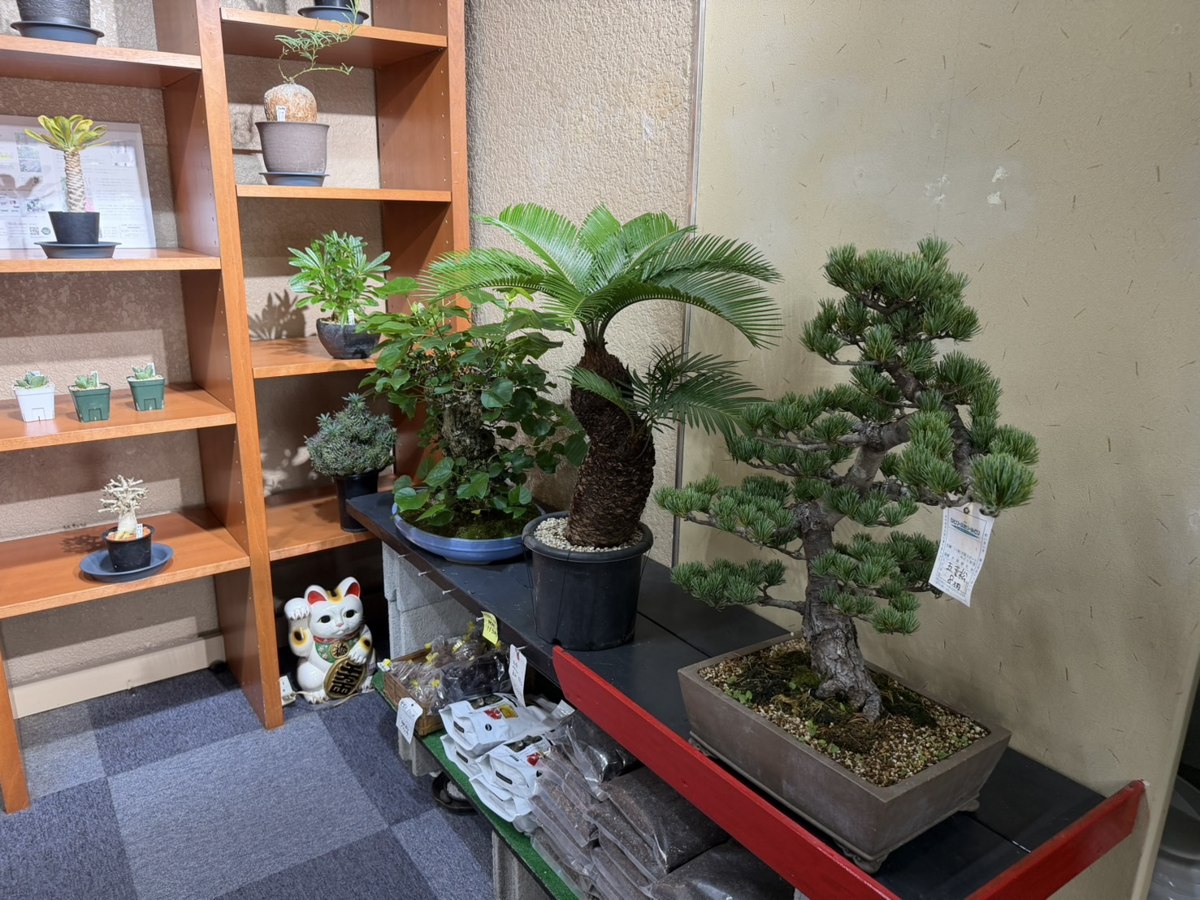 盆栽・サボテン・多肉植物が並ぶ浦部陽向園の店内