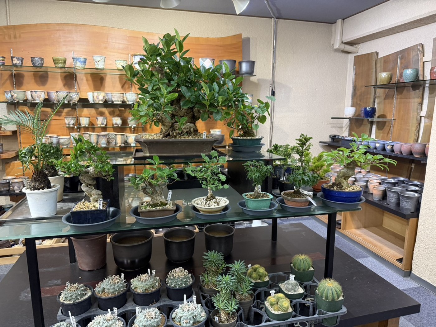 盆栽・サボテン・多肉植物が並ぶ浦部陽向園の店内
