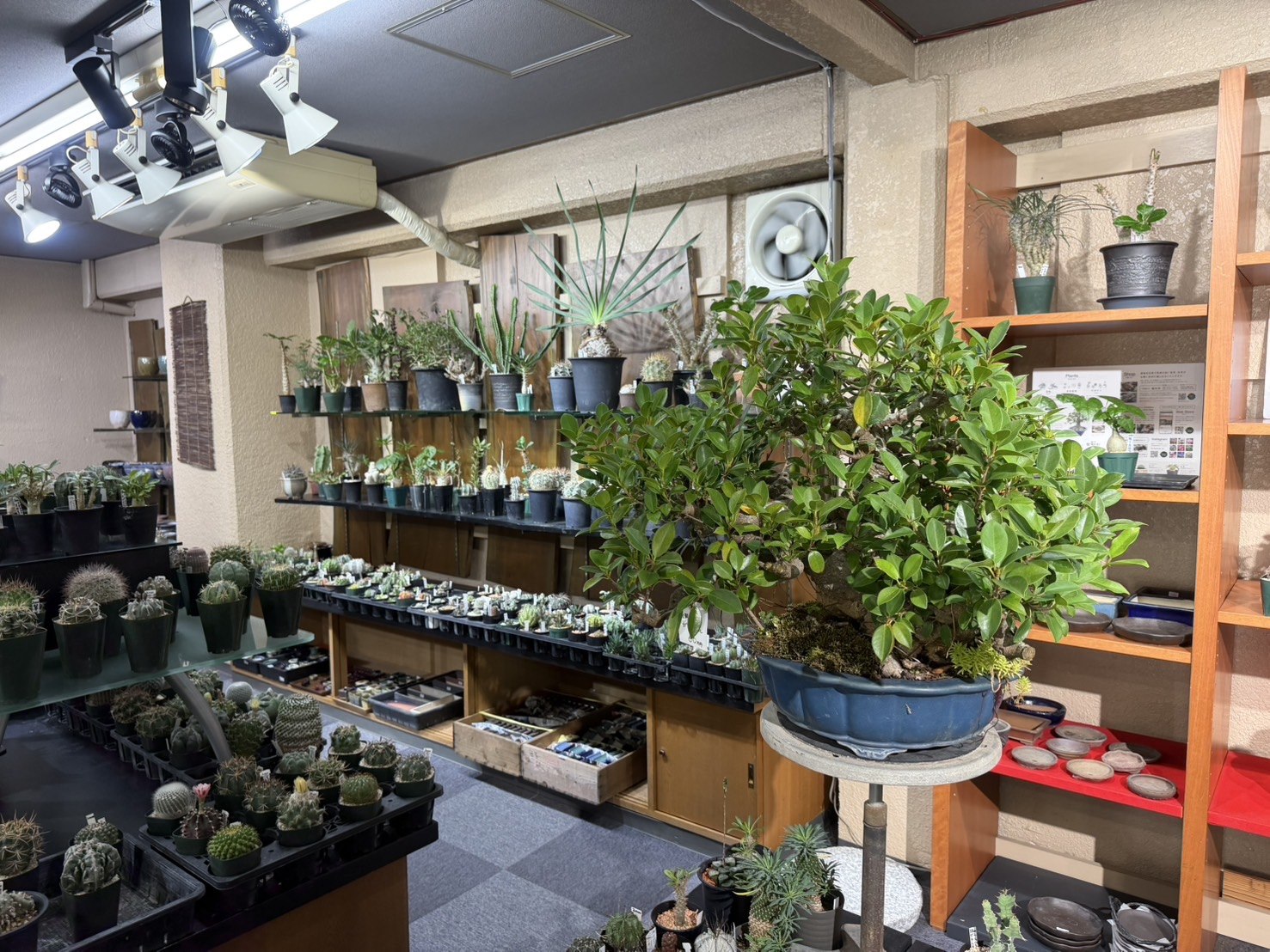 盆栽・サボテン・多肉植物が並ぶ浦部陽向園の店内